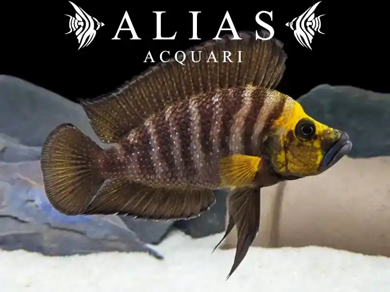 Altolamprologus compressiceps «Gold Head»