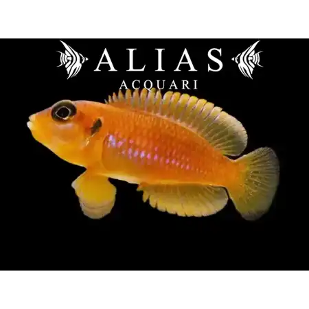Lamprologus ocellatus «Gold»