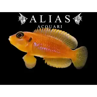 Lamprologus ocellatus «Gold»