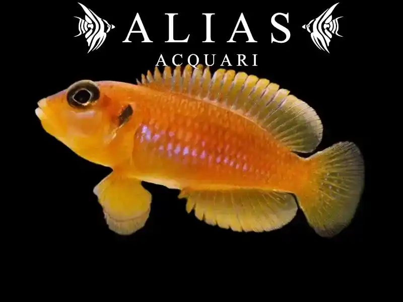 Lamprologus ocellatus «Gold»