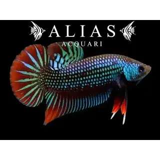 Betta imbellis