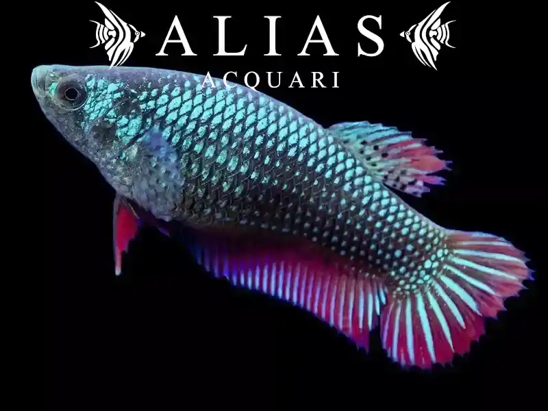 Betta Imbellis female Red tail