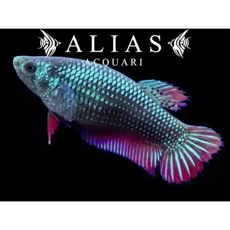 Betta Imbellis female Red tail