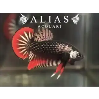 Betta Imbellis male Red tail