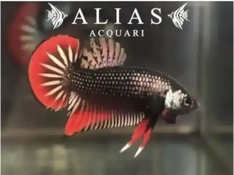 Betta Imbellis male Red tail