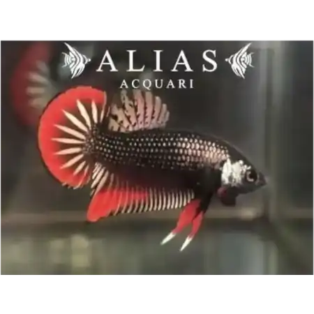 Betta Imbellis male Red tail