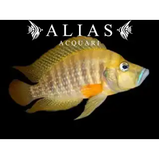 Altolamprologus compressiceps «Gombe»