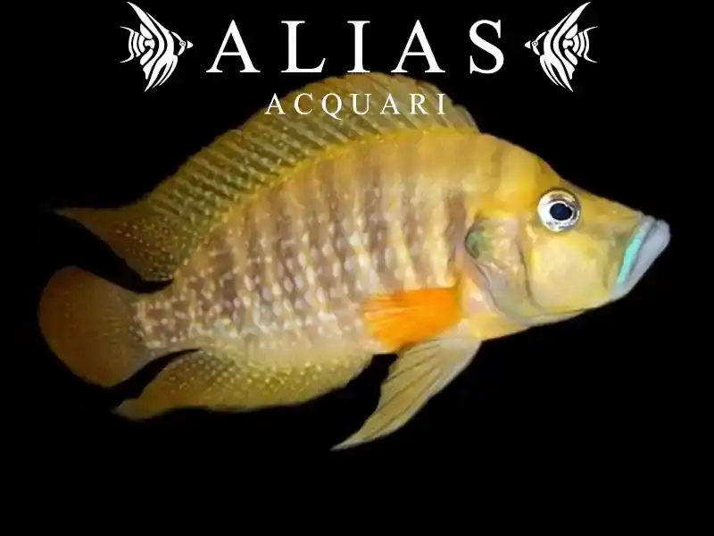 Altolamprologus compressiceps «Gombe»