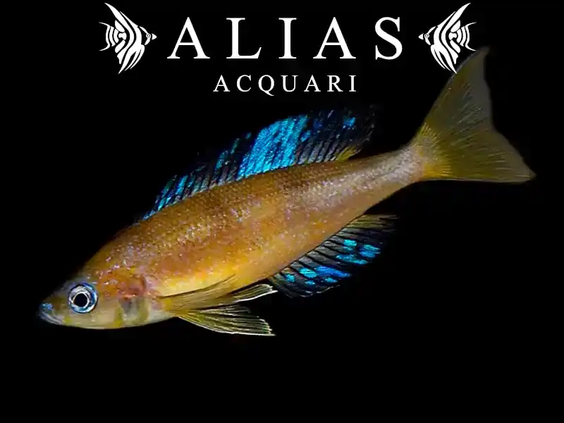 Cyprichromis microlepidotus Karilani