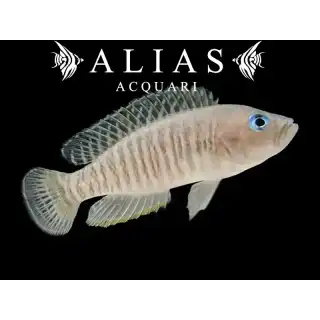Neolamprologus multifasciatus