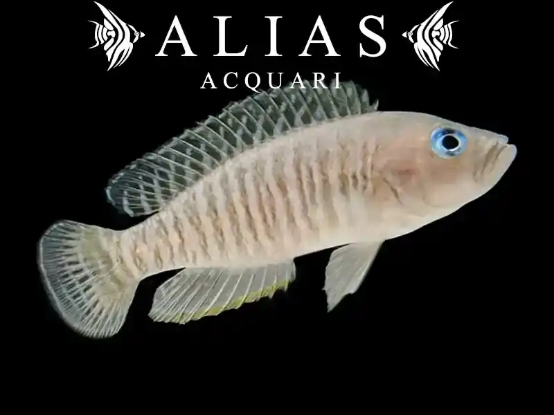 Neolamprologus multifasciatus
