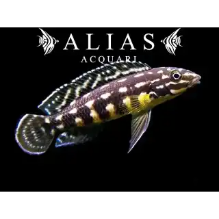 Julidochromis marlieri