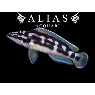 Julidochromis transcriptus
