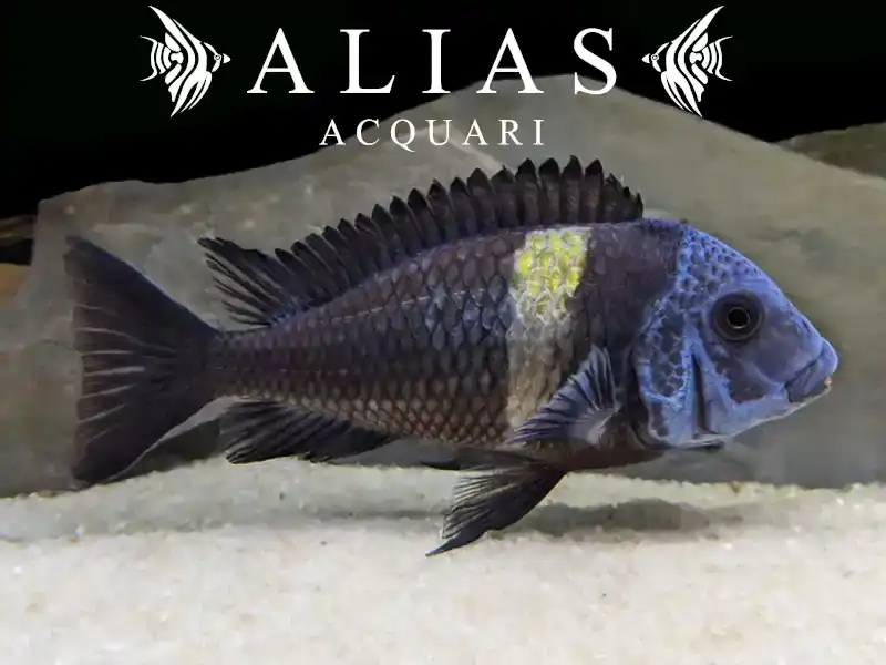 Tropheus duboisi «Maswa»