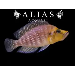 Altolamprologus compressiceps «Mutondwe»
