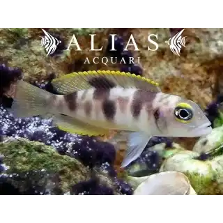 Neolamprologus boulengeri
