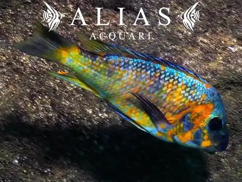 Petrochromis sp. Kazumbe Cape Kabogo
