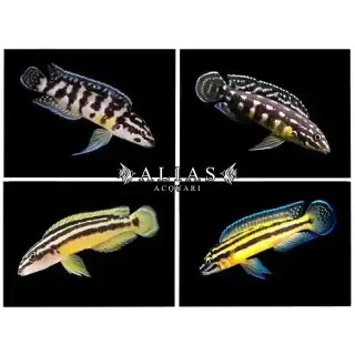Julidochromis Mixed