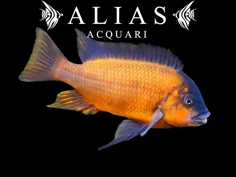 Petrochromis Red Bulu Point