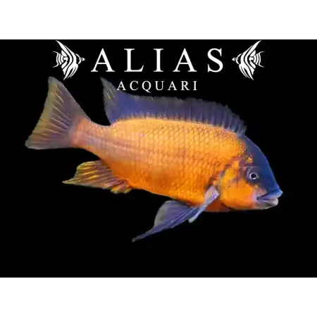 Petrochromis Red Bulu Point