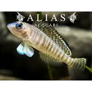 Lamprologus Signatus