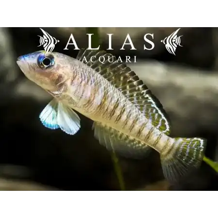 Lamprologus Signatus