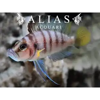 Altolamprologus compressiceps «Sumbu Shell»