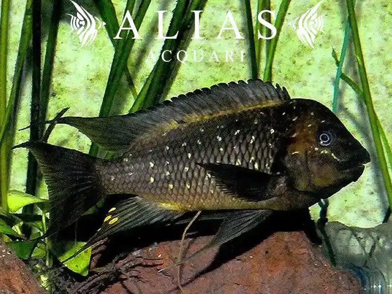 Petrochromis Trewavasae