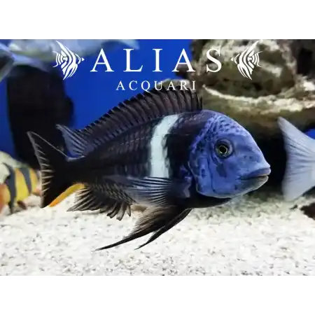 Tropheus duboisi