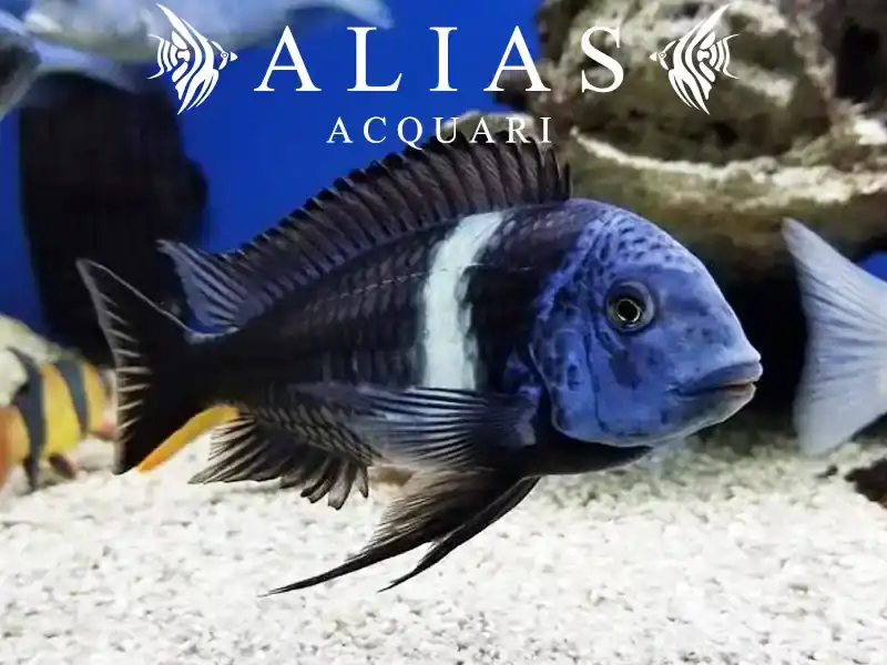 Tropheus duboisi
