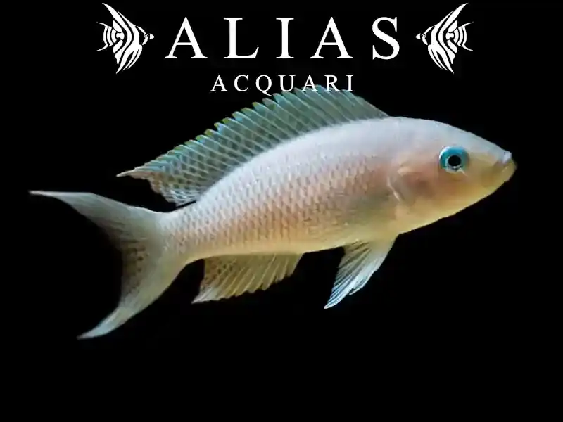 Neolamprologus gracilis