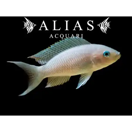 Neolamprologus gracilis