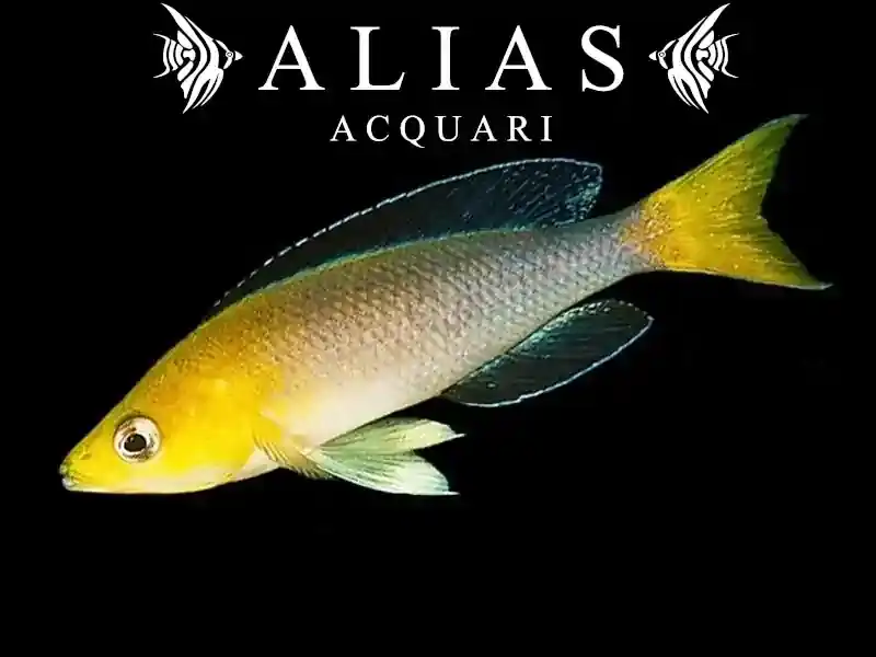 Cyprichromis leptosoma «Jumbo Yellow»