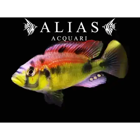 Haplochromis Aeneocolor