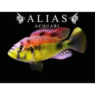 Haplochromis Aeneocolor