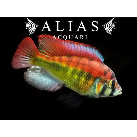 Haplochromis sp. yellow belly