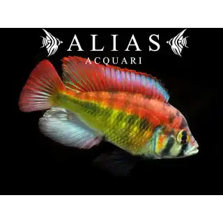 Haplochromis sp. yellow belly