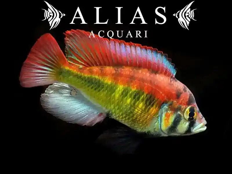 Haplochromis sp. yellow belly