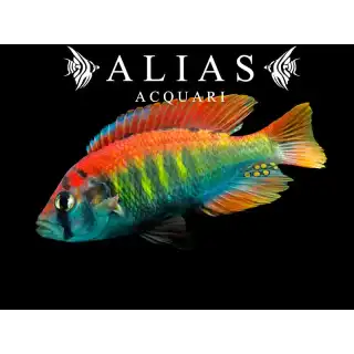 Haplochromis Nyererei