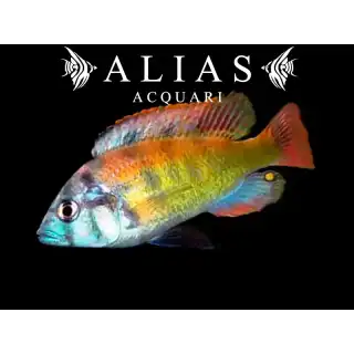 Haplochromis Obliquidens