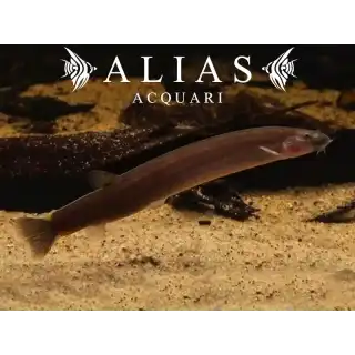 Pangio Kuhlii javanicus