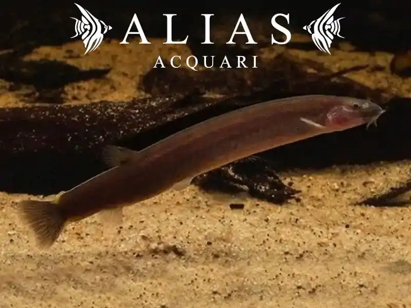 Pangio Kuhlii javanicus