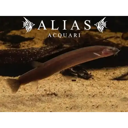 Pangio Kuhlii javanicus