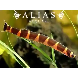 Acanthophthalmus kuhlii