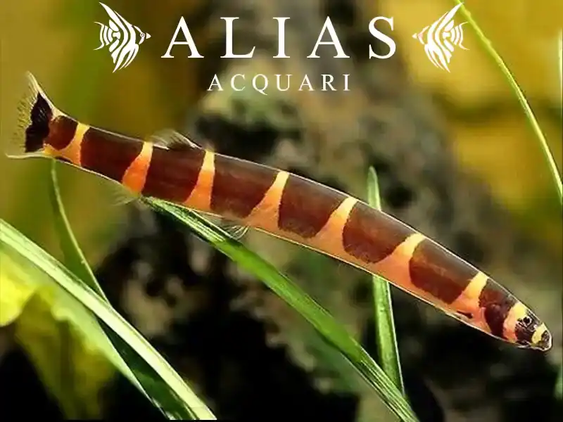 Acanthophthalmus kuhlii