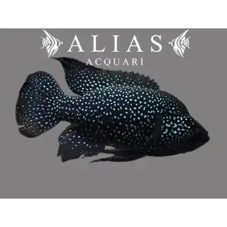 Paratilapia polleni