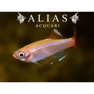 Tanichthys Albonubes gold
