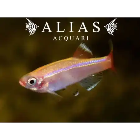 Tanichthys Albonubes gold