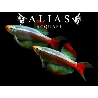 Tanichthys Albonubes long fin