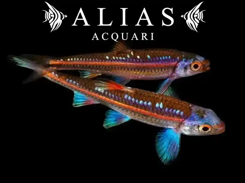 Notropis Chrosomus